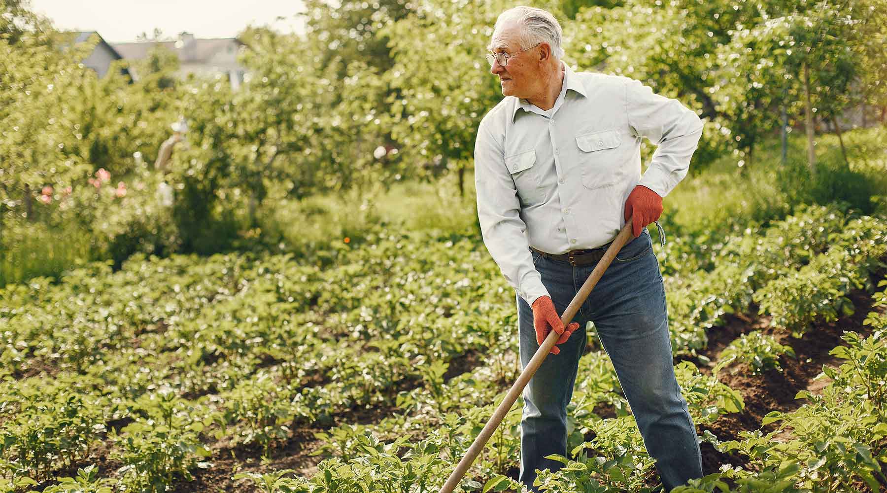 Anciano con un sacho en la mano cultivando hortalizas y verduras.